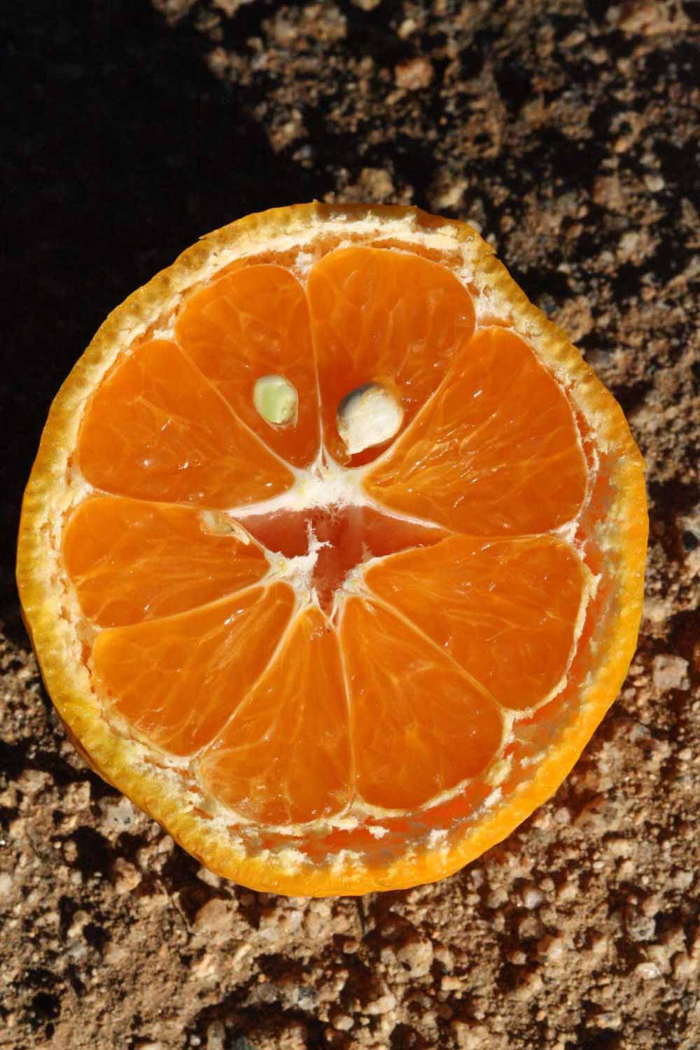              Fruit cross-section (Riverside, CA)       